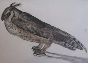 Asio otus da Unbekannt Unbekannt